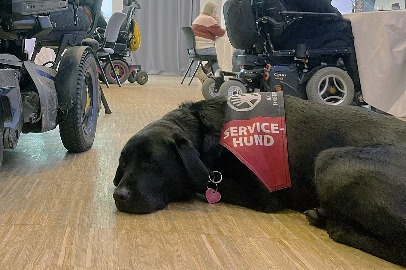 Servicehund hviler på gulv